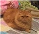 Уникальное фото Потери Помогите найти кота 2464194 в Санкт-Петербурге Изображение в Help! Потери 🆘🆘🆘Срочно🆘🆘🆘 Санкт-Петербург! ЛОМОНОСОВСКАЯ! в Санкт-Петербурге 0
