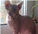 Новое фото Другие животные Питомник catss queen предлагает на продажу котёнка канадского сфинкса 141956 в Москве Изображение в Домашние животные Другие животные Шикарная девчонка порода канадский сфинкс, в Москве 10 000