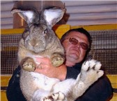 Фотография в Домашние животные Другие животные Продаю кроликов крупных пород: ФЛАНДР    в Самаре 0