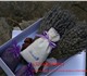 Уникальное изображение Растения ЛАВАНДА цветы и саше в подарочной коробочке (2 букета и 4 мешочка с цветами) 3331371 в Екатеринбурге Изображение в Домашние животные Растения С давних пор известно, что аромат лаванды в Екатеринбурге 2 000