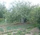 Смотреть фотографию Сады Продам участок в коллективном саду Виктория 4202071 в Екатеринбурге Фотография в Недвижимость Сады Участок расположен в самом центре коллективного в Екатеринбурге 400 000