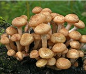 Изображение в Домашние животные Растения Высокоурожайная грибница (зерновой мицелий) в Волгограде 1 850