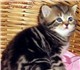 Скачать фото Другие животные Московский профессиональный Питомник VIVIAN (всемирная лицензия) осуществл яетпродажу британск 24986 в Москве Изображение в Домашние животные Другие животные Московский профессиональный Питомник VIVIAN в Москве 0