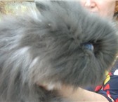 Foto в Домашние животные Грызуны Продаются декоративные крольчата породы ангорский в Санкт-Петербурге 1 000