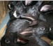 Фото в Домашние животные Грызуны Продаем крольчат от 1, 5 до 3х мес по 250-300 в Нижнем Новгороде 0