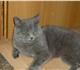 Просмотреть изображение Вязка вязка с британским котом страйт 3543865 в Екатеринбурге Изображение в Домашние животные Вязка вязка с британским котом Голубой британский в Екатеринбурге 1 500